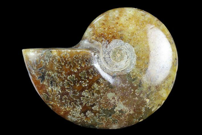Polished, Agatized Ammonite (Cleoniceras) - Madagascar #119040